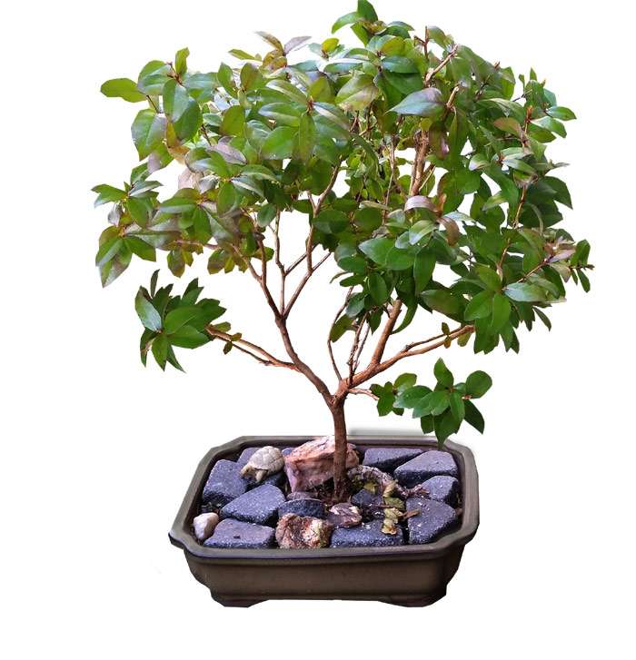 Мирт (Myrtus luma), фото растения фотография изображение
