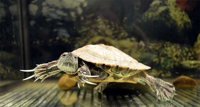 Красноухая черепаха (Trachemys scripta scripta), фото рептилии фотография