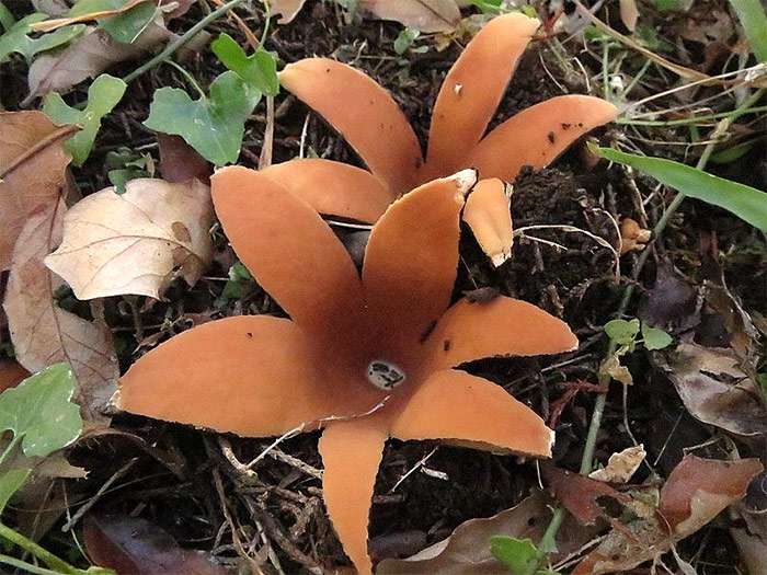 Сигара Дьявола, или звездовик (Chorioactis geaster), фото грибы фотография