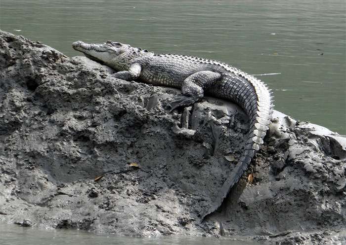 Гребнистый крокодил, фото фотография рептилии