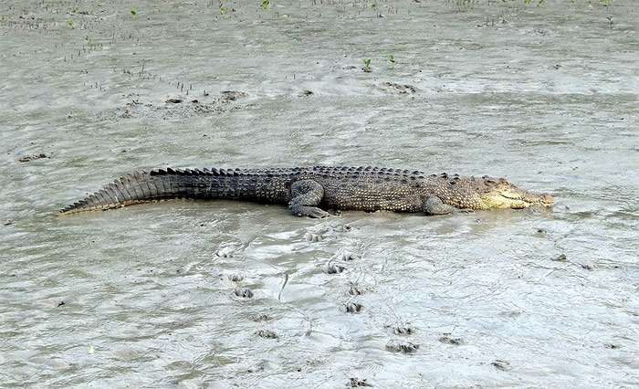 Морской крокодил, фото фотография рептилии