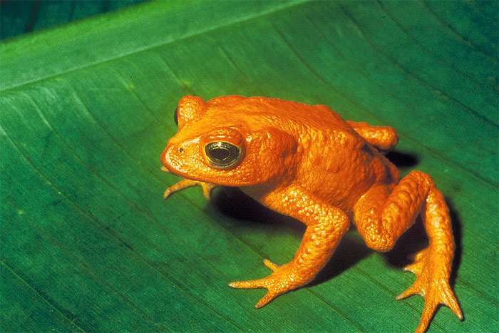 Оранжевая жаба (Incilius periglenes), фото фотография земноводные