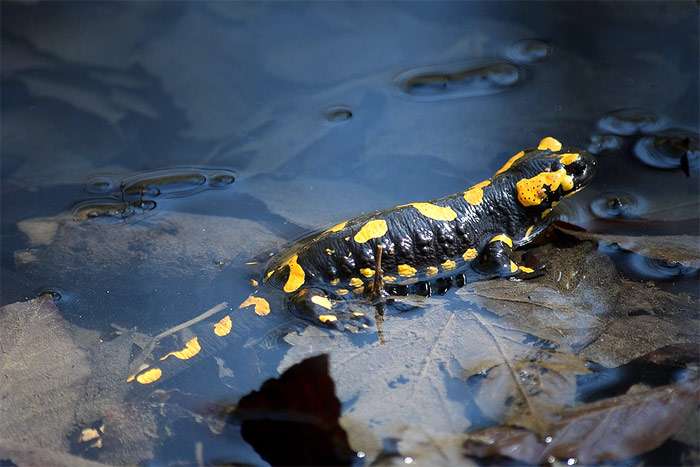 Огненная саламандра (Salamandra salamandra), фото фотография хвостатые амфибии