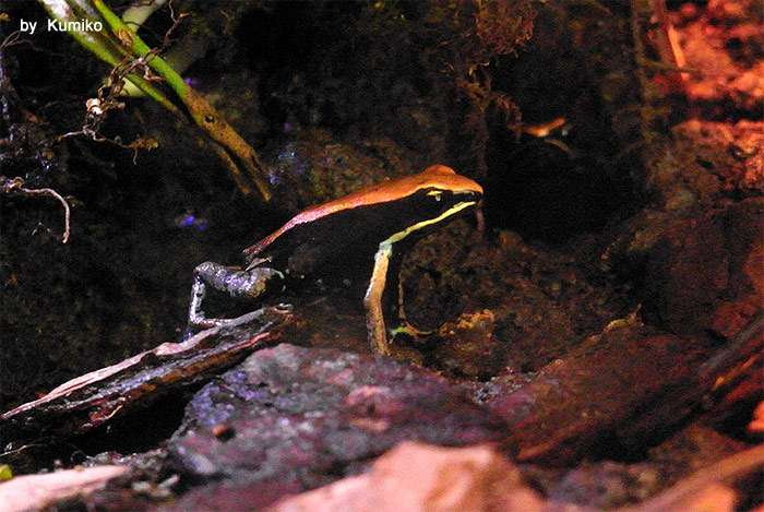Бронзовая мантелла (Mantella betsileo), фото фотография амфибии