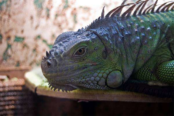   (Iguana iguana),    