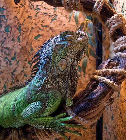 Зеленая игуана (Iguana iguana), фото террариум фотография рептилии