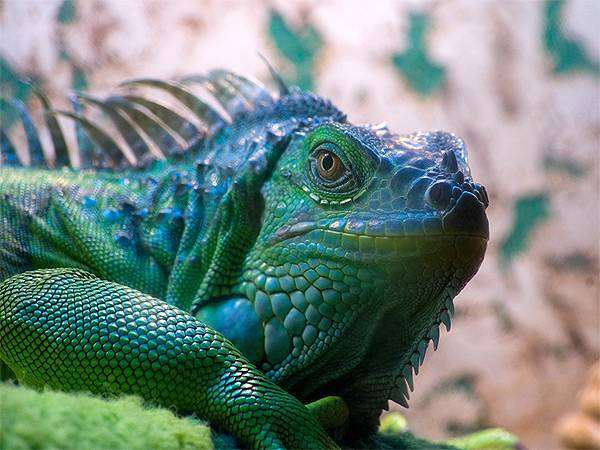 Зеленая игуана (Iguana iguana), фото содержание болезни ящериц рептилий фотография