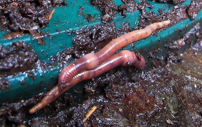 Калифорнийский червь (Eisenia fetida), фото беспозвоночные фотография картинка