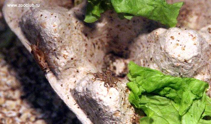 Сверчок (Gryllidae), фото фотография содержание амфибий