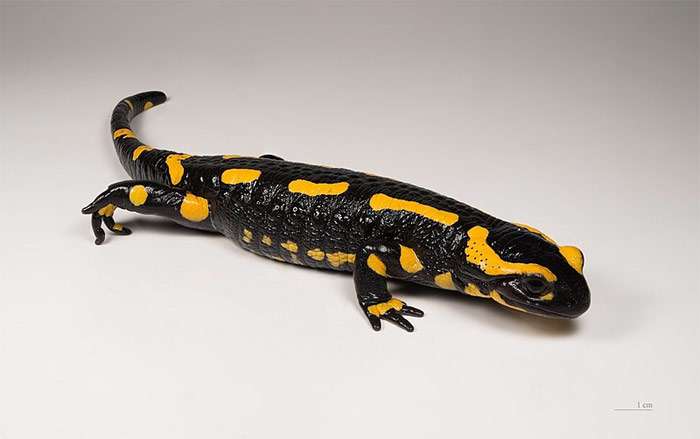 Огненная саламандра: вопросы и ответы о содержании в неволе (Salamandra salamandra), фото фотография хвостатые амфибии