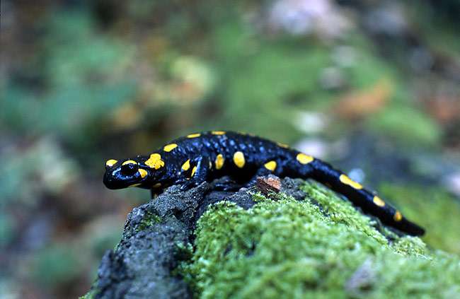 Огненная саламандра: вопросы и ответы о содержании в неволе (Salamandra salamandra), фото фотография хвостатые амфибии
