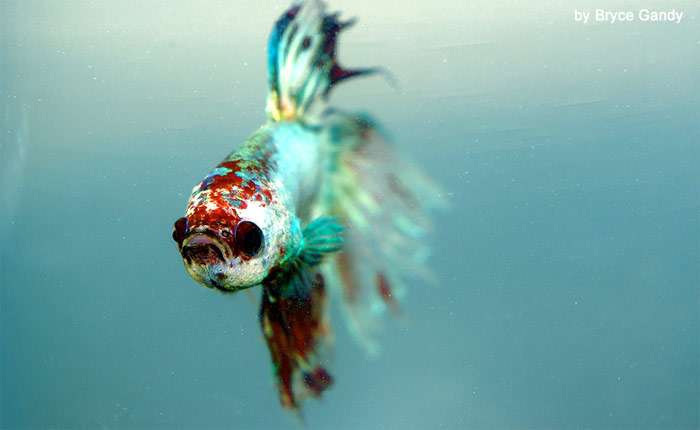 Петушок, или бойцовая рыбка (Betta splendens), фото фотография аквариумные рыбы