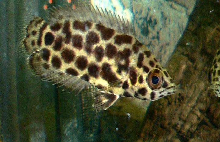 Ктенопома леопардовая (Ctenopoma acutirostre), фото фотография лабиринтовые рыбы