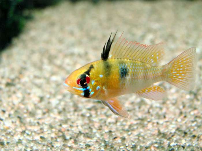 Апистограмма Рамиреса (Mikrogeophagus ramirezi), фото фотография аквариумные рыбы