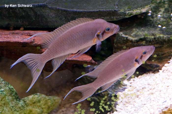 Принцесса Бурунди (Neolamprologus brichardi), фото фотография аквариумные рыбки