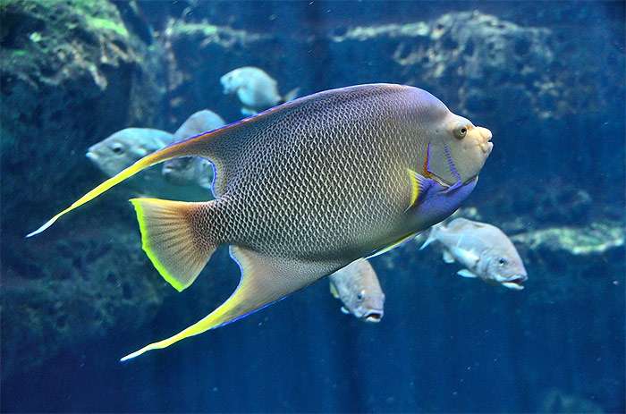 Тропическая рыба, фотография разведение рыб изображение