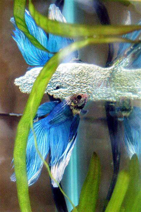 Самец рыбки петушка у гнезда, фото фотография лабиринтовые рыбы