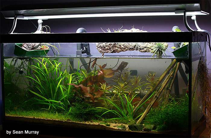 Освещение пресноводного аквариума, фото фотография содержание рыб