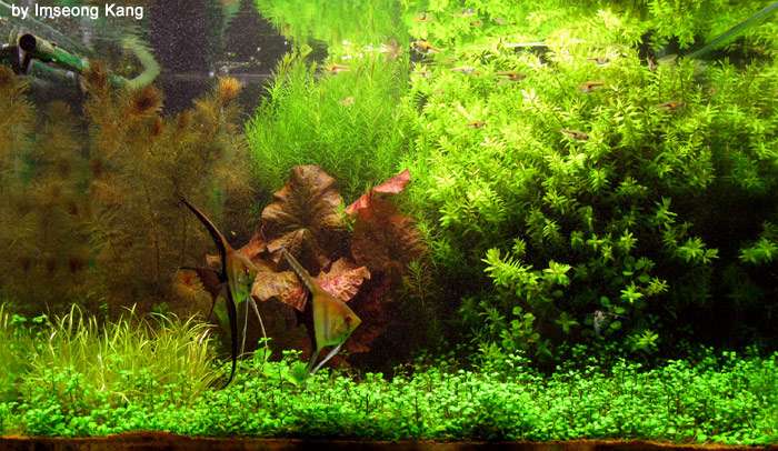 Пресноводный аквариум, травник, фото фотография подводный мир