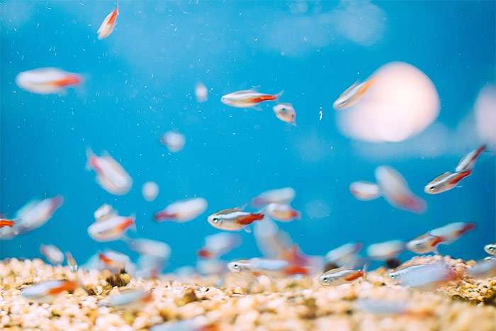 Неоны, фото фотография аквариумные рыбки pixabay
