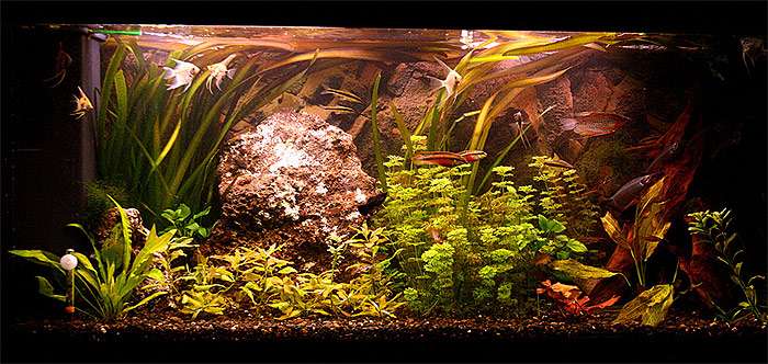 Пресноводный аквариум, фото уход содержание аквариума фотография