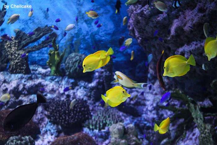 Рифовый аквариум, фото фотография содержание рыб