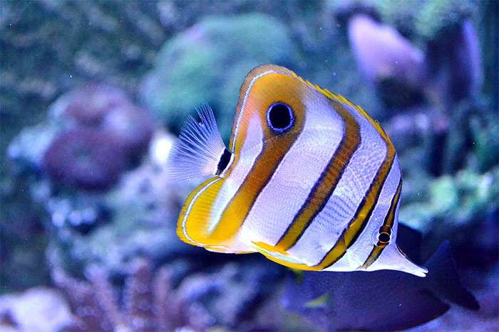 Рыба-бабочка, рыба-пинцет (Chelmon rostratus), фото фотография рыбки pixabay