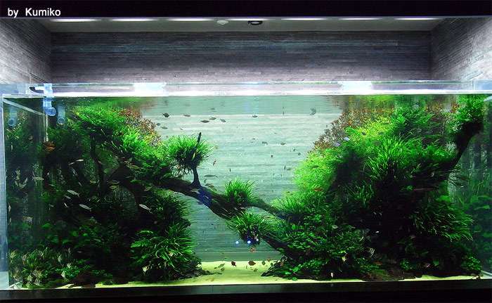 Аквариум с живыми растениями, фото фотография