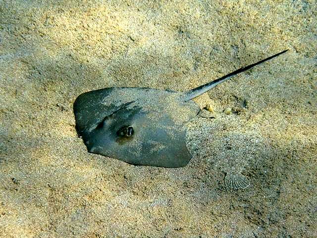 Хвостокол, или морской кот (Dasyatis pastinaca), фото фотография рыбы