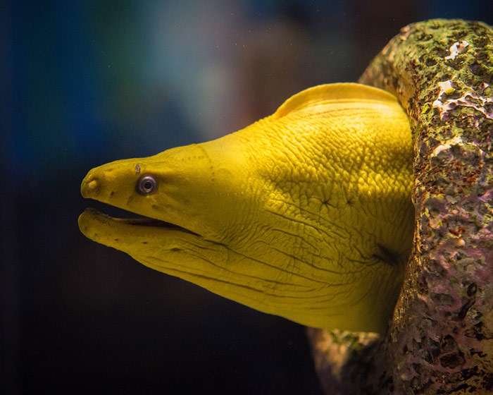 Желтая мурена, фото фотография про рыб pixabay
