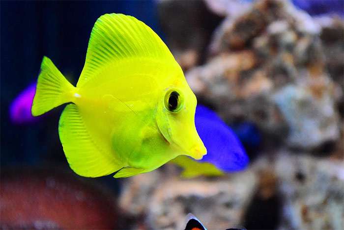 Зебрасома парусная желтая (Zebrasoma  flavescens), фото фотография про рыб pixabay