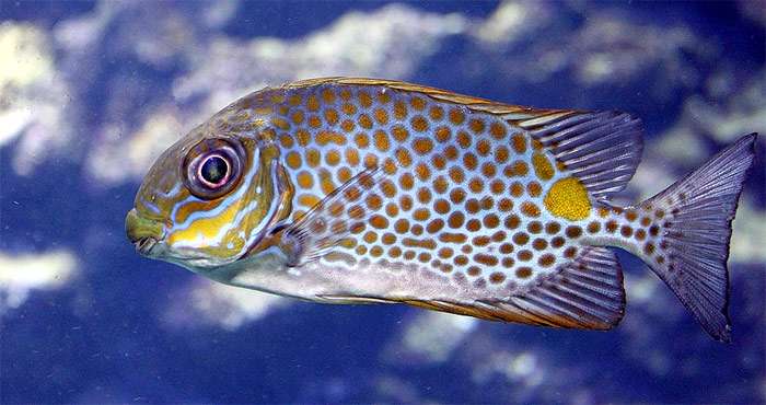 Тропическая рыбка, фото фотография интересно о рыбах pixabay