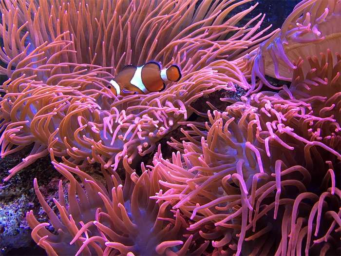 Амфиприон клоун, фото фотография подводный мир pixabay