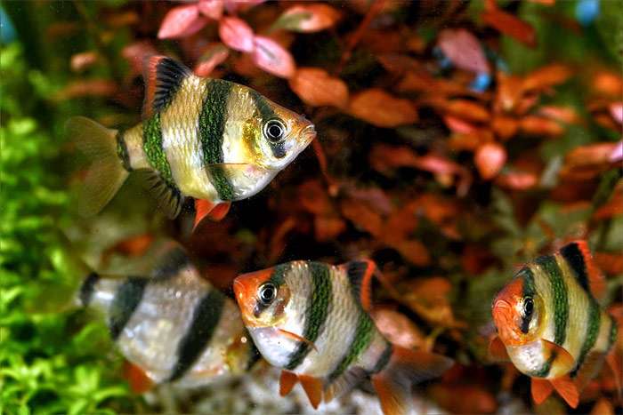 Барбус суматранский (Barbus tetrazona), фото занимательные факты о рыбках, фотография pixabay