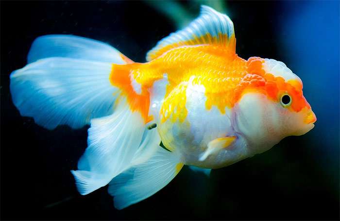 Золотая рыбка, фото фотография рыбки pixabay