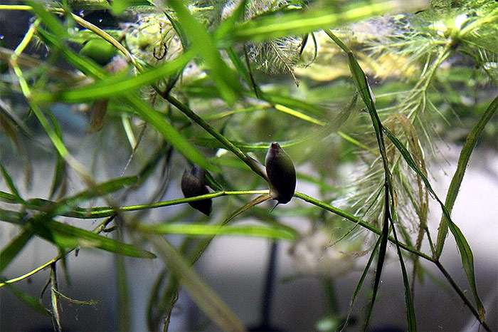 Физа мармората (Physa marmorata), фото фотография беспозвоночные в аквариуме
