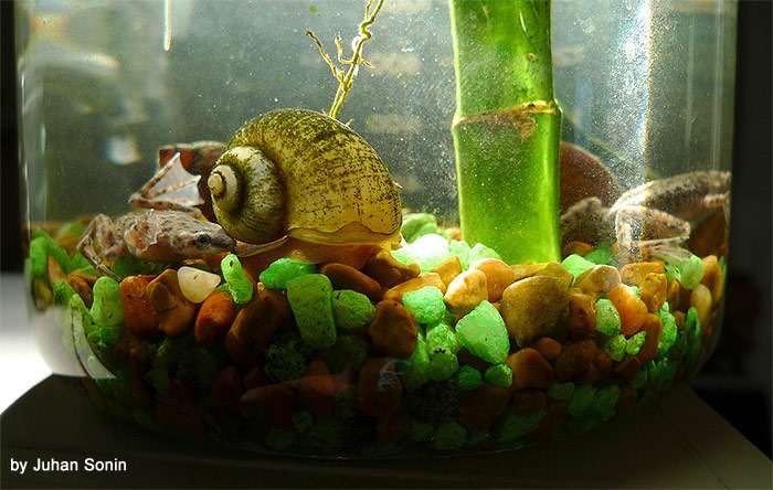 Мини аквариум с улитками и карликовыми лягушками, фото фотография лабиринтовые рыбы