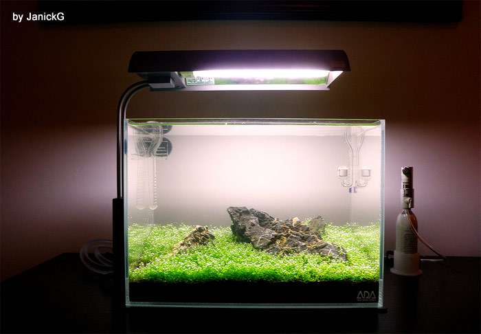 Нано-аквариум, фото аквариумные рыбы фотография картинка