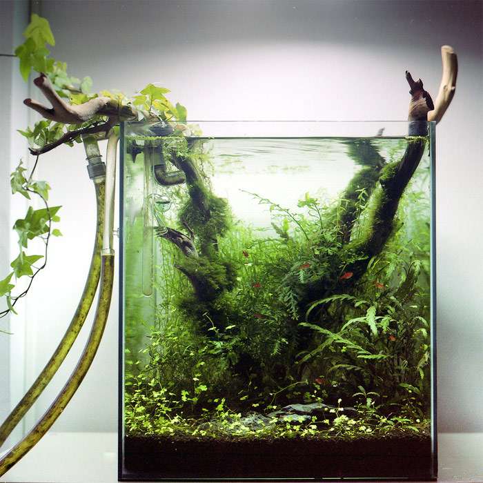 Нано-аквариум, фото фотография картинка рыбы