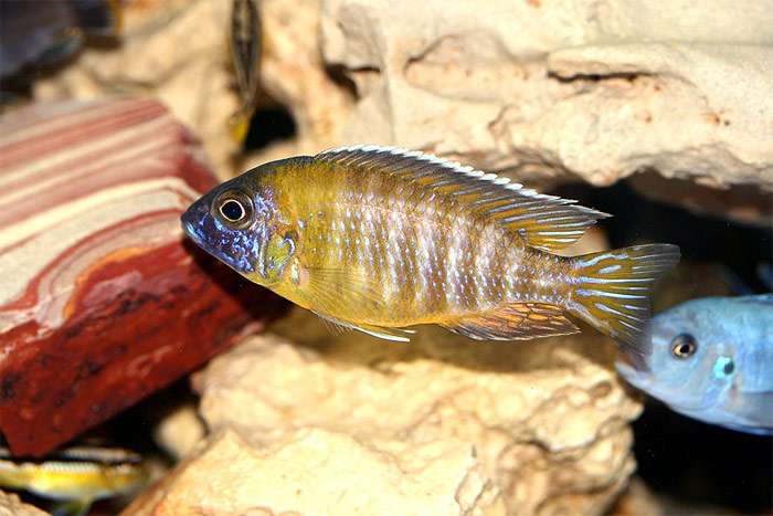 Аулонокара Бенша (Aulonocara baenschi), фото фотография рыбы pixabay
