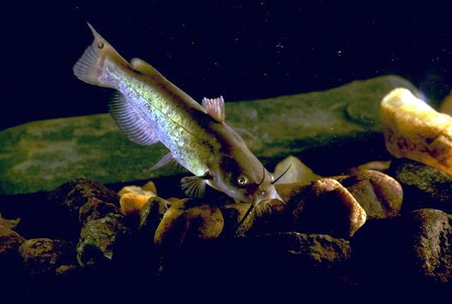 Американский сомик (Ameiurus nebulosus), фото фотография рыбы