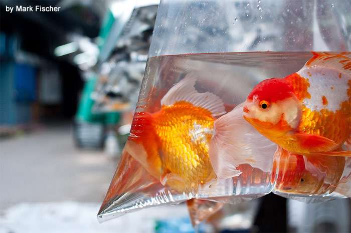 Золотая рыбка в пакете, фото фотография аквариумные рыбки