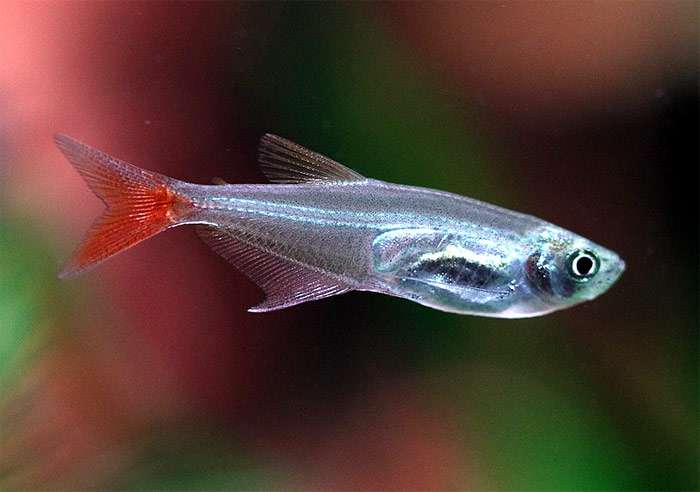 Тетра стеклянная (Prionobrama filigera), фото фотография содержание рыб pixabay