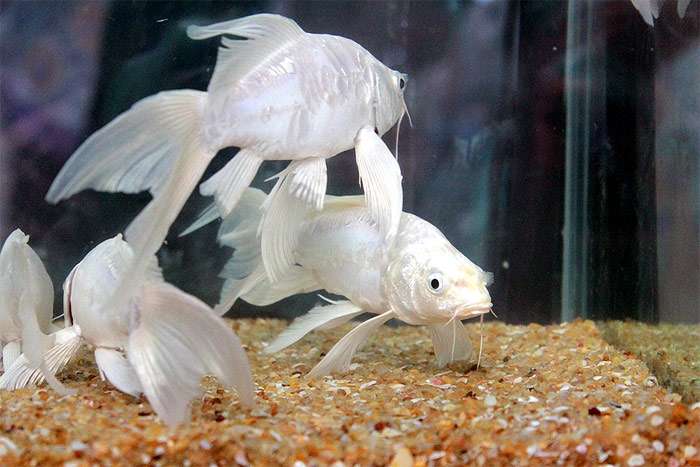 Белые золотые рыбки, фото фотография морские рыбки pixabay