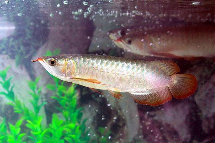 Арована, аравана, фото фотография аквариумные рыбки pixabay