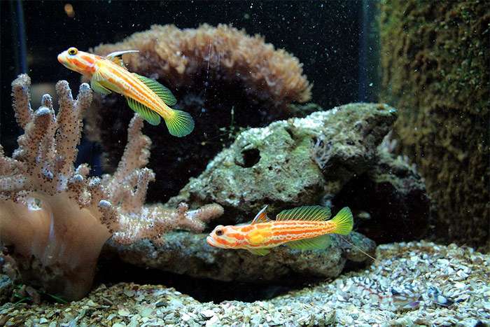 Бычок-стоногобиопс яша (Stonogobiops yasha), фото фотография картинка рыбы pixabay