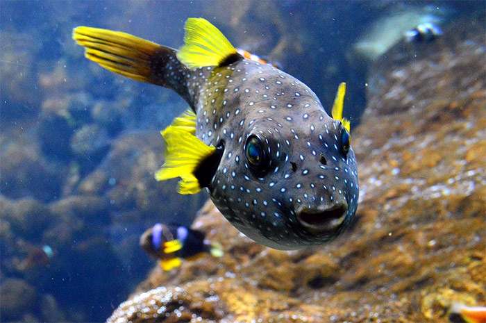 Колючий аротрон (Arothron hispidus), фото фотография картинка рыбы pixabay