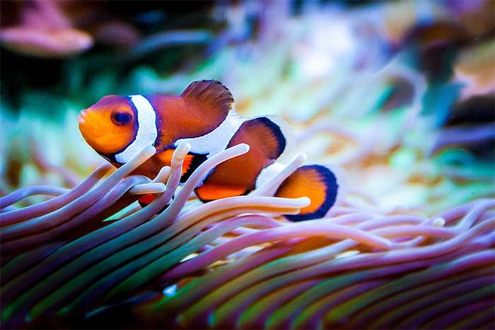Амфиприон клоун, фото фотография рыбы pixabay