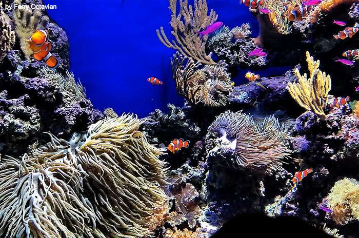 Морской рифовый аквариум, фото фотография