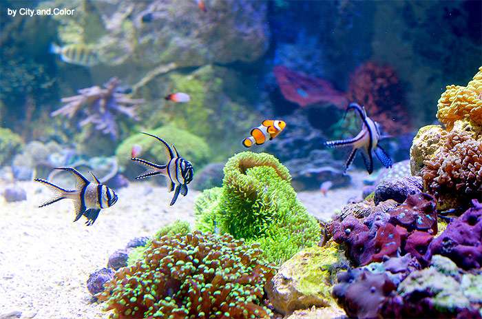 Морской рифовый аквариум, фото фотография содержание рыб
